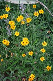 Image result for Monopsis zeyheri