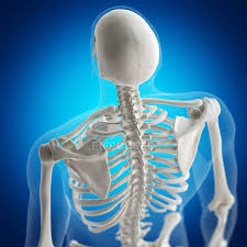 The vertebral column runs the length of the back and creates a central area of recession. Illustration Of Back Bones In Human Skeleton On Blue Background Vertebral Backbone Stock Photo 243609736