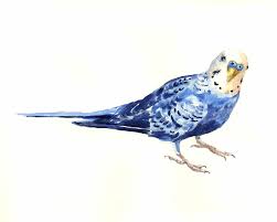 Budgie Bow By Alison Fennell Budgies Bird Art Watercolor Bird