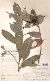 Image result for Diospyros loureiriana