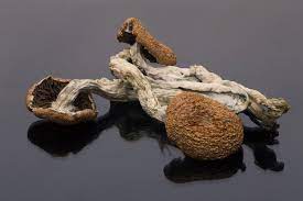 However, blood tests for psilocybin are rarely ordered unless there's a specific reason to do so. How Long Do Shrooms Stay In Your System Urine Blood Saliva Hair