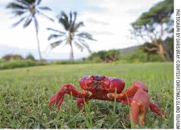 If you've heard of christmas island (an island in the indian ocean and part of australia) then you've probably of the 14 species of land crabs on christmas island, the most noticeable is the red crab. A Crabby Christmas To All Colorado Avidgolfer