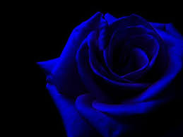 Blue Rose Blue Roses Wallpapers And Images Desktop Nexus Groups Blue Roses Wallpaper Blue Roses Blue Rose