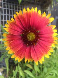 Blanket Flower Seed Flower Landscape Florida Flowers Flower Seeds