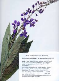 Image result for Epilobium stereophyllum