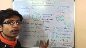 These events include the duplication of its dna (dna replication) and some of its organelles, and subsequently the partitioning of its cytoplasm and other components into two daughter cells in a process called cell division. Animal Cell Culture 5 Secondary Cell Culture Youtube