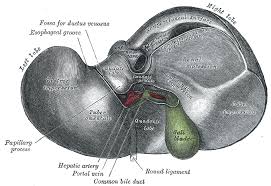 Looking for online definition of ligamentum falciforme in the medical dictionary? Round Ligament Of Liver Wikipedia