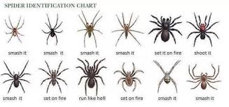 Spider Identification Chart Spider Pictures Spider