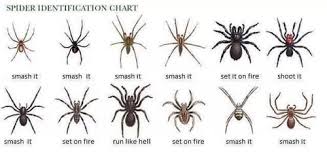 spider identification chart spider identification spider