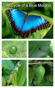 Click To Learn Fascinating Facts About The Lifecycle Of A Blue Morpho Butterfly Blue Morpho Butterfly Blue Morpho Morpho Butterfly