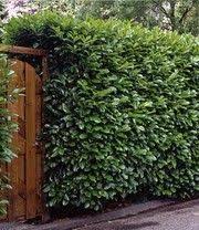 Kirschlorbeer Hecke Kirschlorbeer Hecke Kirschlorbeer Hecke Pflanzen