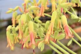 Image result for Kalanchoe velutina