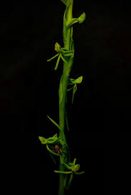 Image result for Habenaria filicornis