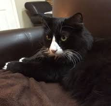 I was a little concerned by the other review of this hospital but boy were they wrong! Animal Hospital Reviews Google Animal Hospital Reviews Yelp Reviews