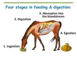 Biology teaching and learning module. Biology Form 4 Chapter 6 Nutrition Part 2 Biology Form 4 Chapter