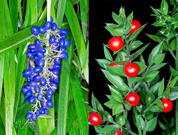 Image result for Asparagaceae