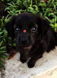 Cute Animals Cartoon Cute Animals Mod 1 12 2 Animals Cartoon Cute Animals Dog Health Your Dog