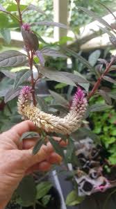 Image result for Celosia anthelminthica