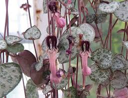 Maybe you would like to learn more about one of these? String Of Hearts Varieties Ceropegia Woodii F Variegata