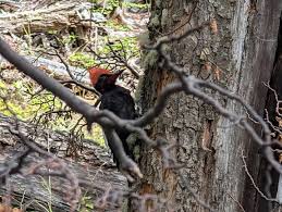 Magellanic Woodpecker (Campephilus magellanicus) Los Glaciares NP,  Patagonia, Argentina #patagonia #argentina