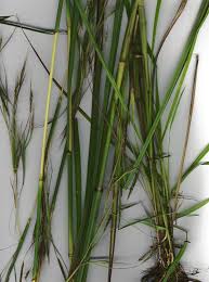 Image result for Hyparrhenia nyassae