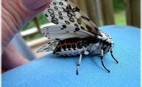 Image result for Lepidagathis scariosa