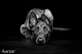 Malinois Malinois Belgium Malinois German Shepherd Dogs