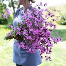 Image result for Silene