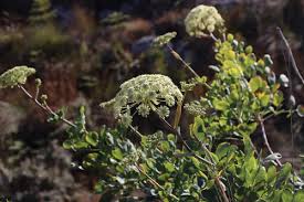 Image result for Diplolophium africanum