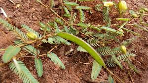 Image result for Chamaecrista mimosoides