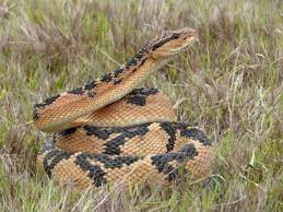 March 2012 Alligatorparasites Snake Snake Venom Bushmaster