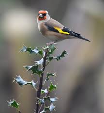 European Goldfinch On Holly By Carl Bovis Carlbovisnature Twitter Guzel Kuslar Kus Kusu