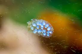 Freshwater Snail Eggs What To Do If Your Snail Lays Eggs