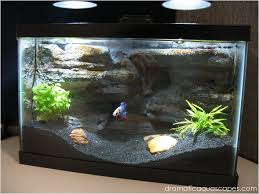 Diy Aquarium Background Betta Paradise Aquarium Backgrounds Diy Aquarium Aquarium