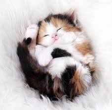 Browse 8,382 sleeping kitten stock photos and images available, or search for sleeping cat or puppy to find more great stock photos and pictures. Pin Pa Crazy Khat Lady