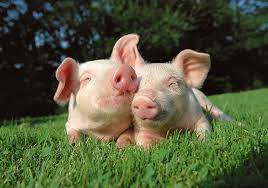 Tampilkan postingan dengan label gambar babi lucu. Hd Wallpaper Two Pink Piglets Grass Nature Friends Animal Cute Snout Wallpaper Flare