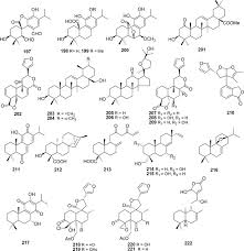 Image result for Diplolophium africanum