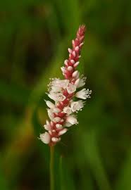 Image result for Persicaria madagascariensis