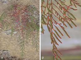 Image result for Crepidorhopalon namuliensis