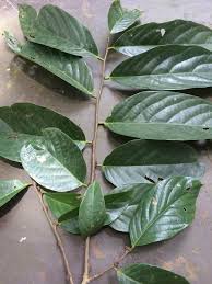 Image result for Bridelia