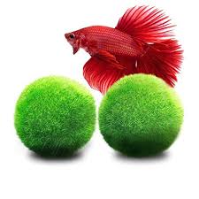 Best Toys Decorations For Betta Fish Reviewed 2020 Guide