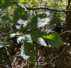 Image result for Light Chestnut 1990 US Government