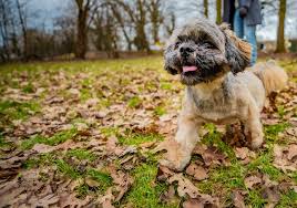 Omdat de hond boomer geen erkend ras is, staat het doorgaans voor een kruising van twee kleinere tot middelhoge rassen die sociale eigenschappen bezitten en een vrolijk karakter hebben. Op Zoek Naar De Schimmige Wereld Achter Hondje Riva Een Plek Waar Geld Belangrijker Is Dan Gezondheid Binnenland Ad Nl
