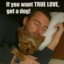 A Romantic Mood... Coma Yorkie