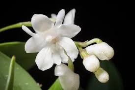 Image result for Cyrtorchis neglecta