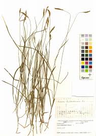 Image result for Scleria mikawana
