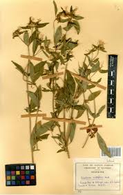 Image result for Virectaria major