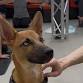 Rescue Puppy Yoga - The Werks