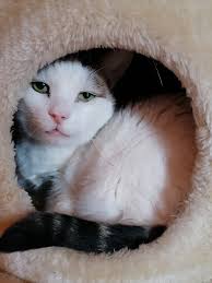 Would anyone like a disco biscuit 🍪