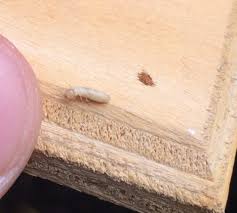 We did not find results for: How To Get Rid Of Termites A Pest Expert S Guide